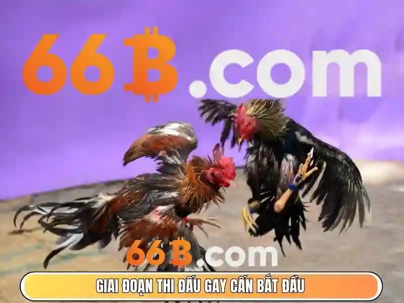 66b: một khái niệm trong thế giới số