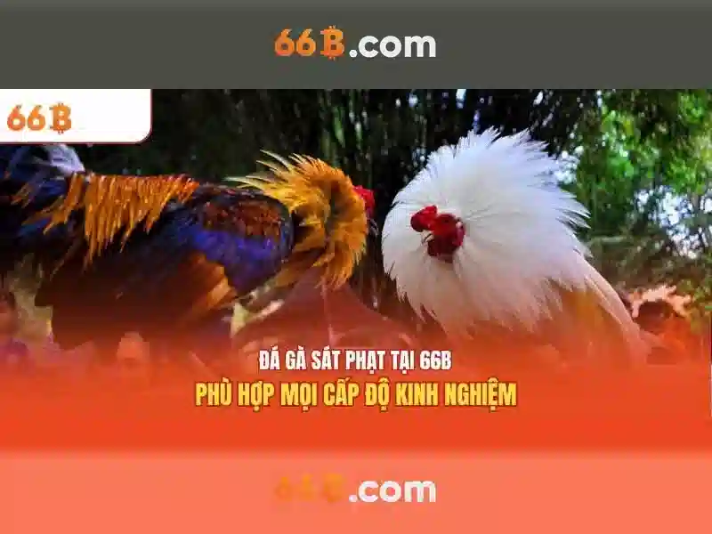 66b: Khái niệm mới và tác động