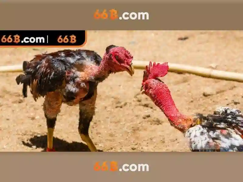 Hiệu suất và ứng dụng Hiệu suất và ứng dụng