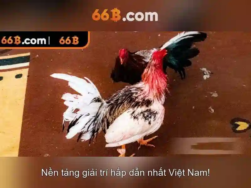 66b là gì và tại sao nó gây chú ý 66b là gì và tại sao nó gây chú ý