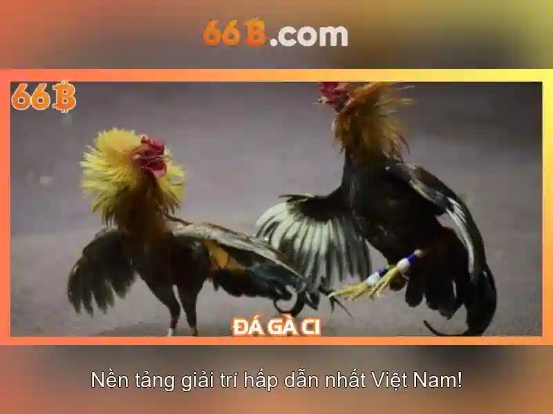 66b kw – tổng quan thị trường và hình ảnh minh họa