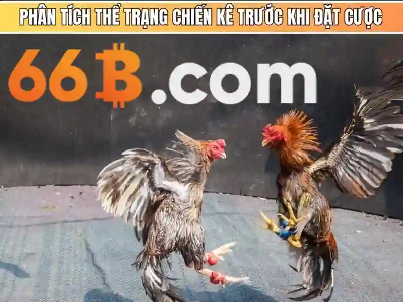 66b là gì?